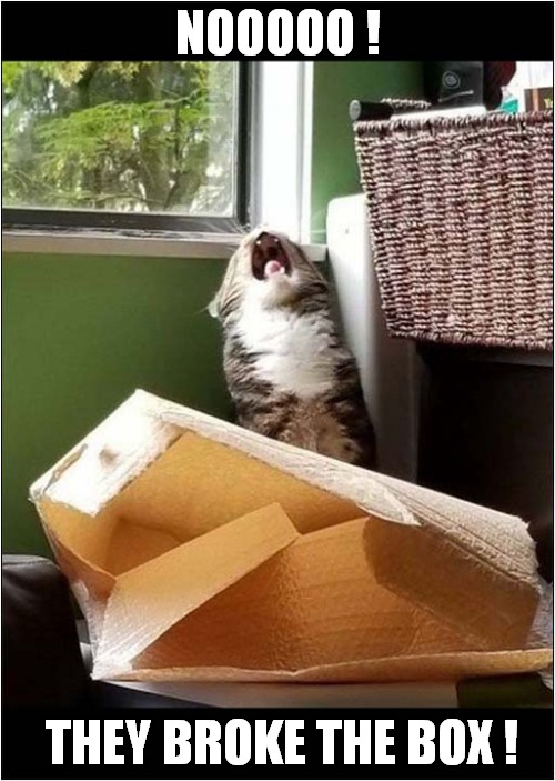 One Upset Cat ! | NOOOOO ! THEY BROKE THE BOX ! | image tagged in cats,broke,box | made w/ Imgflip meme maker