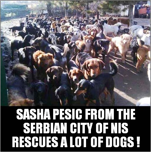 What A Hero ! | SASHA PESIC FROM THE
SERBIAN CITY OF NIS
RESCUES A LOT OF DOGS ! | image tagged in dogs,animal rescue,hero | made w/ Imgflip meme maker