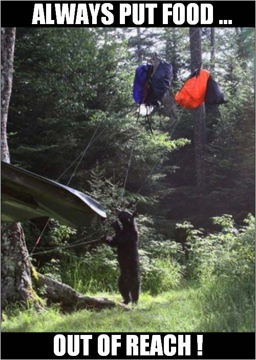 Camping Tip To Avoid Visits From Bears ! | ALWAYS PUT FOOD ... OUT OF REACH ! | image tagged in bears,camping,tips | made w/ Imgflip meme maker
