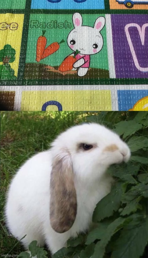 "Radish" | image tagged in angry bunny,bunny,rabbit,you had one job,carrot,design fail | made w/ Imgflip meme maker