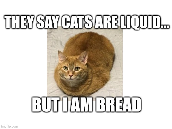 Bread Cat | THEY SAY CATS ARE LIQUID... BUT I AM BREAD | image tagged in cats | made w/ Imgflip meme maker