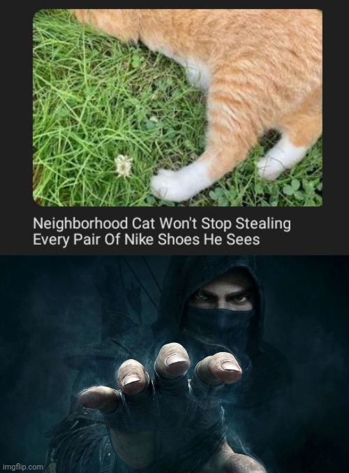 Cat Nike shoe thief | image tagged in thief,cats,cat,nike,shoes,memes | made w/ Imgflip meme maker