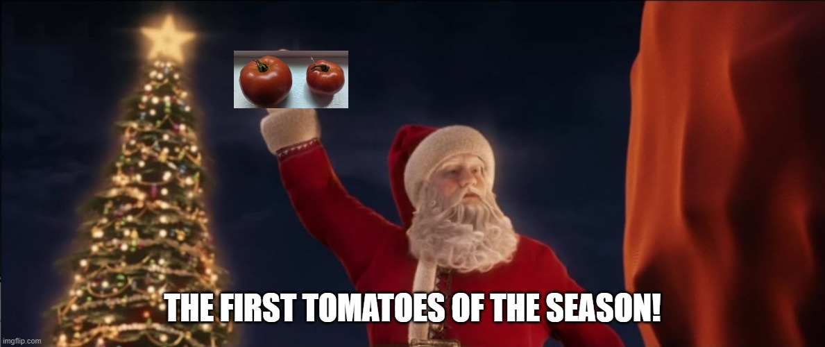 First tomatoes | THE FIRST TOMATOES OF THE SEASON! | image tagged in santa,tomatoes | made w/ Imgflip meme maker