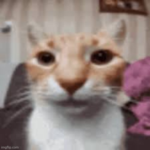 Straight face cat | image tagged in straight face cat | made w/ Imgflip meme maker