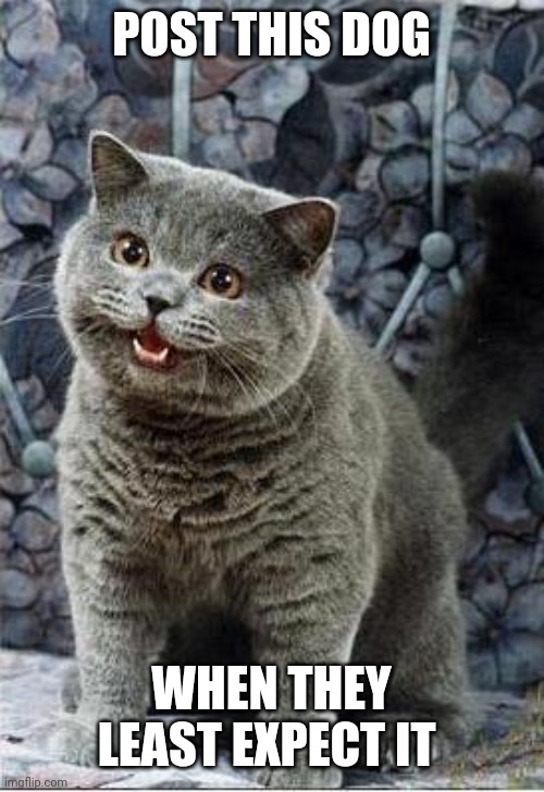 I can has cheezburger cat | POST THIS DOG WHEN THEY LEAST EXPECT IT | image tagged in i can has cheezburger cat | made w/ Imgflip meme maker