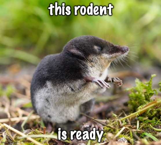 Shrew with a scheme | this rodent; is ready | image tagged in clever shrew,rodent,shrew,cute | made w/ Imgflip meme maker