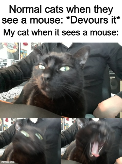 I dunno why, but my grandpa's cat isn't very motivated to eat mice :/ | Normal cats when they see a mouse: *Devours it*; My cat when it sees a mouse: | image tagged in disgusted cat | made w/ Imgflip meme maker