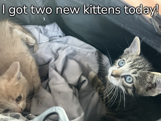 I got two new kittens today! | made w/ Imgflip meme maker