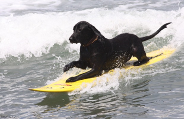 surfs up | image tagged in surfs up | made w/ Imgflip meme maker