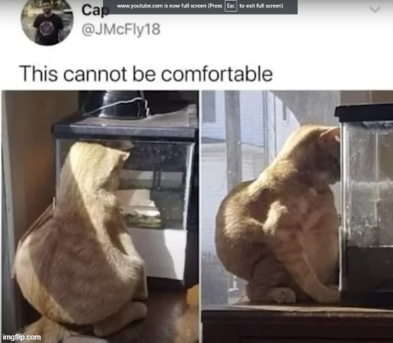 cat 2 | image tagged in cat,cursed image | made w/ Imgflip meme maker
