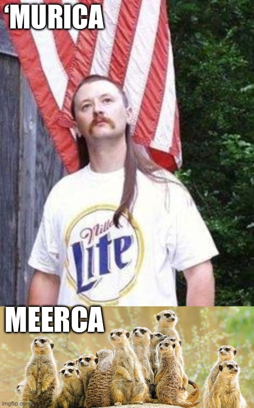 Meerca | ‘MURICA; MEERCA | image tagged in gawd bless murica,meercats,bad joke | made w/ Imgflip meme maker
