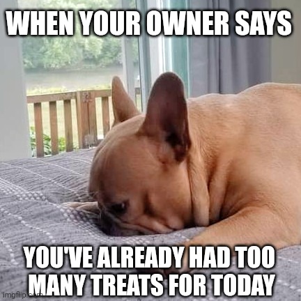 Too many treats | WHEN YOUR OWNER SAYS; YOU'VE ALREADY HAD TOO 
MANY TREATS FOR TODAY | image tagged in burnie,dog,memes,cute,too many treats,pets | made w/ Imgflip meme maker