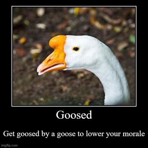 Goosed | Get goosed by a goose to lower your morale | image tagged in funny,demotivationals | made w/ Imgflip demotivational maker