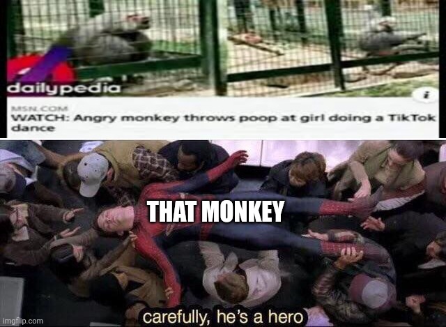 That monkey is a hero | THAT MONKEY | image tagged in carefully he's a hero,monkey,tiktok sucks,tiktok | made w/ Imgflip meme maker