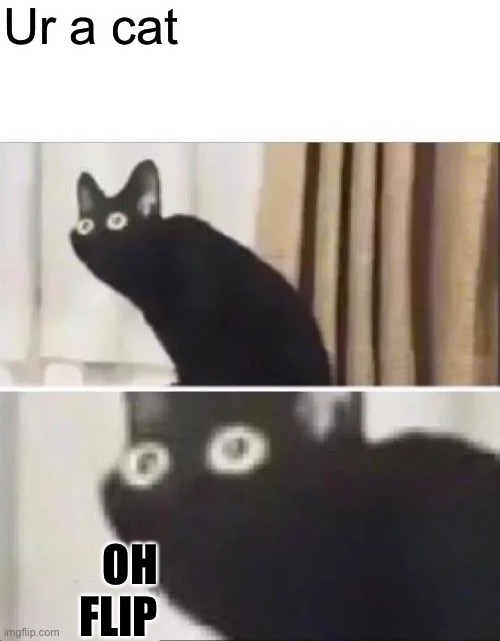 Meow? | Ur a cat; OH FLIP | image tagged in oh no black cat | made w/ Imgflip meme maker