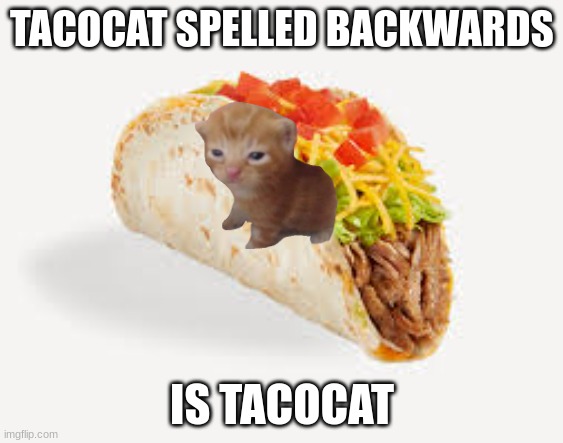 Spell it out, Try it | TACOCAT SPELLED BACKWARDS; IS TACOCAT | image tagged in funny meme | made w/ Imgflip meme maker