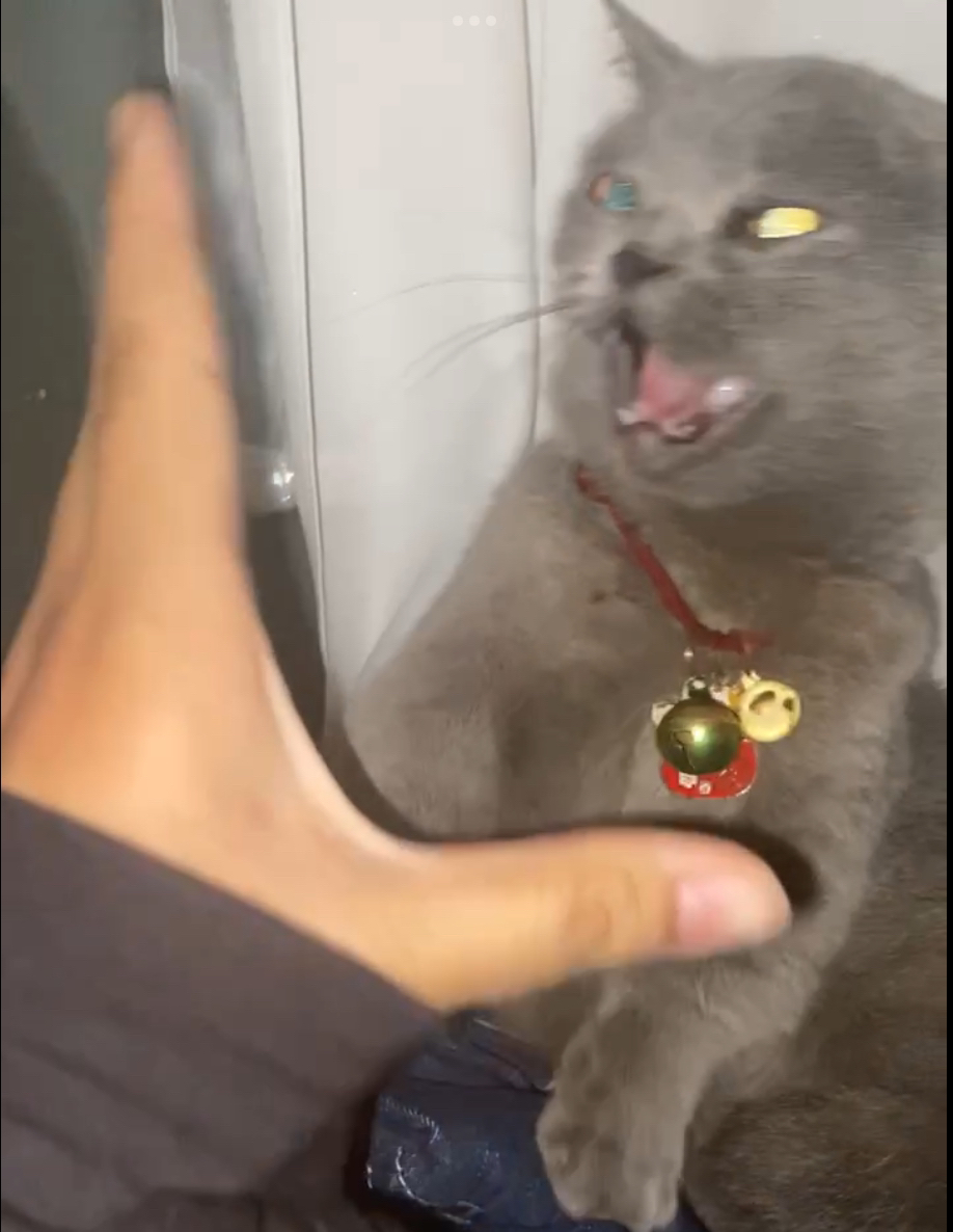 Offended Gray Cat Blank Meme Template