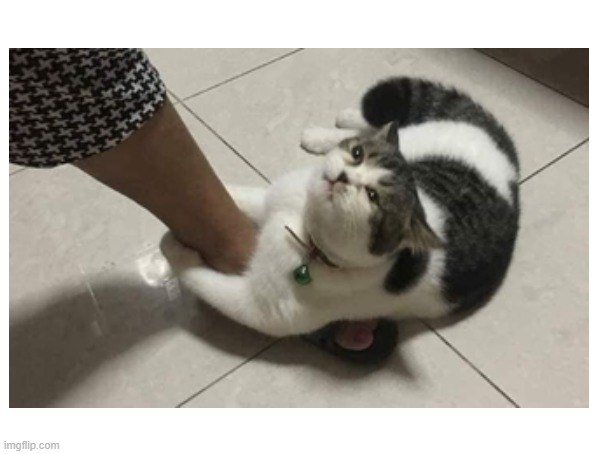 Pls don't go | image tagged in cute cat,cat | made w/ Imgflip meme maker