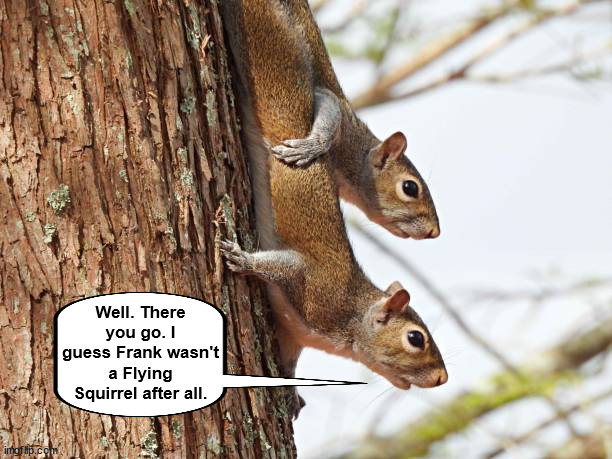 R.I.P. Frank the Squirrel | image tagged in squirrel,squirrels,accident,funny,memes,rest in peace | made w/ Imgflip meme maker