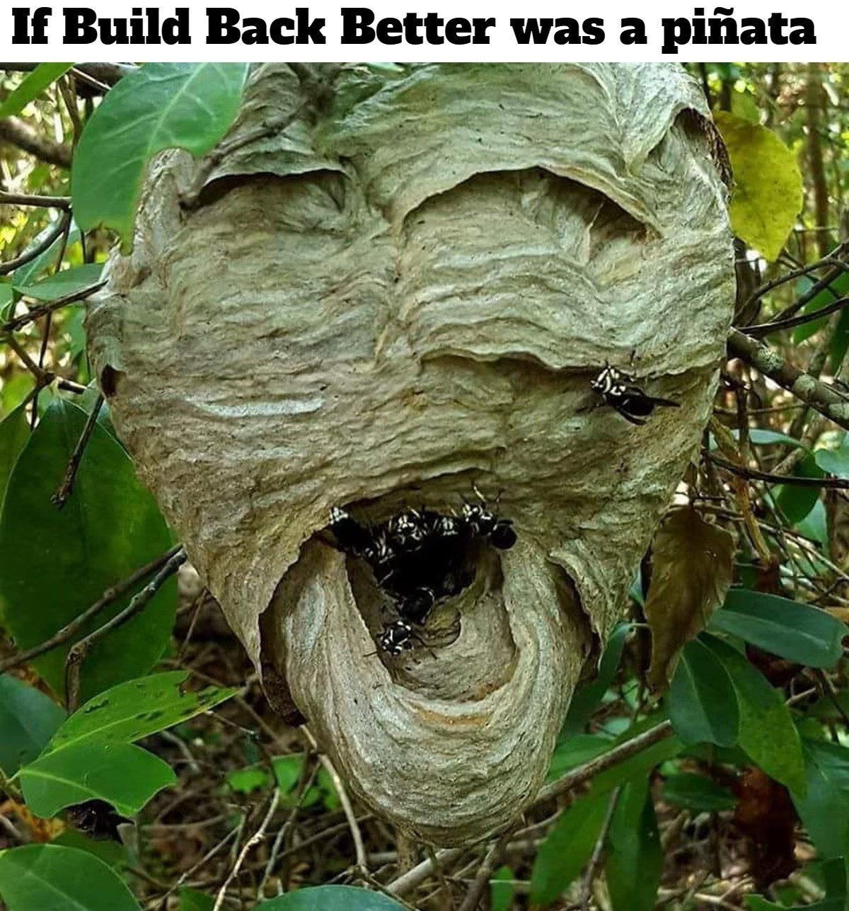 If Build Back Better was a piñata. | image tagged in build back better,stupid liberals,full retard,never go full retard,mental illness,special kind of stupid | made w/ Imgflip meme maker