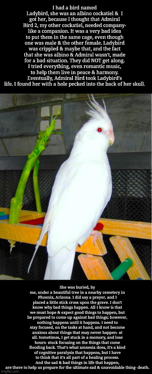I had a bird named Ladybird, she was an albino cockatiel &  I got her, because I thought that Admiral Bird 2, my other cockatiel, needed company- like a companion. It was a very bad idea to put them in the same cage, even though one was male & the other female. Ladybird was crippled & maybe that, and the fact that she was albino & Admiral wasn't, made for a bad situation. They did NOT get along. I tried everything, even romantic music, to help them live in peace & harmony. Eventually, Admiral Bird took Ladybird's life. I found her with a hole pecked into the back of her skull. She was buried, by me, under a beautiful tree in a nearby cemetery in Phoenix, Arizona. I did say a prayer, and I placed a little stick cross upon the grave. I don't know why bad things happen. All I know is that we must hope & expect good things to happen, but be prepared to come up against bad things; however, nothing happens until it happens. I need to stay focused, on the tasks at hand, and not become anxious about things that may never happen- at all. Sometimes, I get stuck in a memory, and lose hours- stuck focusing on the things that come flooding back. That's what amnesia does, it's a kind of cognitive paralysis that happens, but I have to think that it's all part of a healing process. And the sad & bad things in life that happen, are there to help us prepare for the ultimate sad & unavoidable thing- death. | image tagged in birds | made w/ Imgflip meme maker