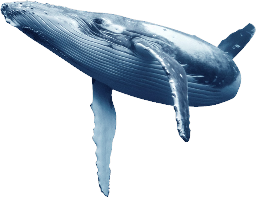 High Quality Humpback whale Blank Meme Template