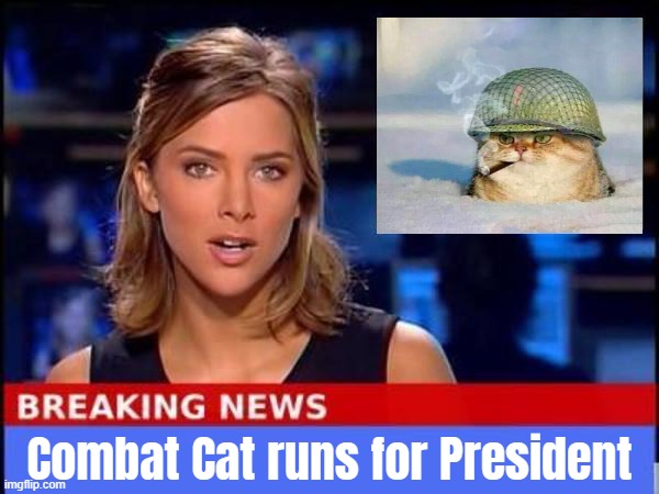 The purr-fect candidate for the stream right meow | Combat Cat runs for President | image tagged in breaking news,vote,cat,4,president | made w/ Imgflip meme maker