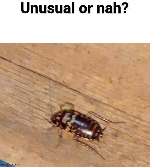 Questioning the entirety of the fun stream... | Unusual or nah? | image tagged in what the hell is this,cockroach | made w/ Imgflip meme maker