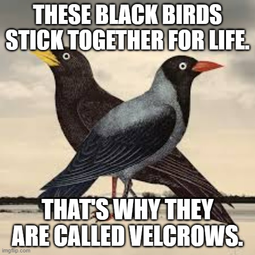 meme by Brad Velcrows | THESE BLACK BIRDS STICK TOGETHER FOR LIFE. THAT'S WHY THEY ARE CALLED VELCROWS. | image tagged in birds | made w/ Imgflip meme maker