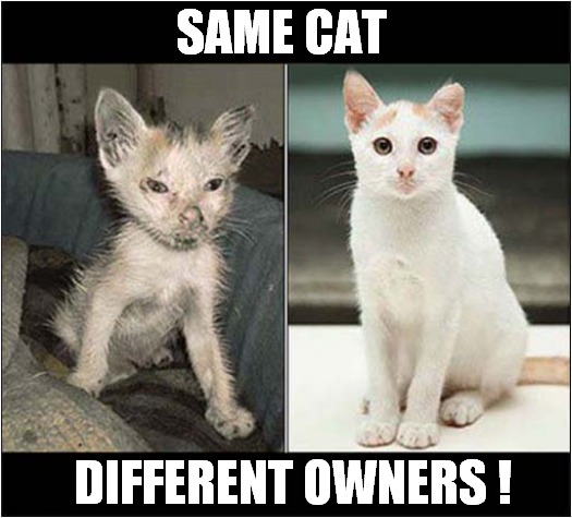 Rescued ! | SAME CAT; DIFFERENT OWNERS ! | image tagged in cats,animal rescue | made w/ Imgflip meme maker