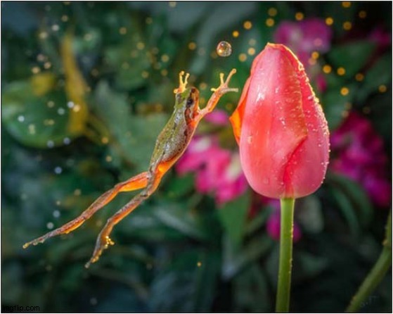Frog Vs Tulip ! | image tagged in frog,tulip | made w/ Imgflip meme maker