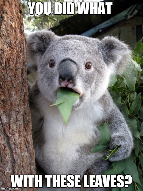 Surprised Koala | YOU DID WHAT  WITH THESE LEAVES? | image tagged in memes,surprised coala | made w/ Imgflip meme maker
