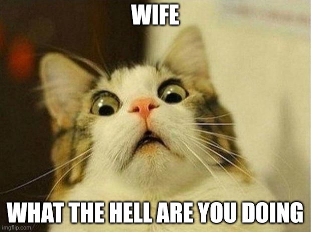 Scared Cat Meme | WIFE WHAT THE HELL ARE YOU DOING | image tagged in memes,scared cat | made w/ Imgflip meme maker