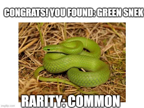 find them all! | CONGRATS! YOU FOUND: GREEN SNEK; RARITY: COMMON | image tagged in snake | made w/ Imgflip meme maker