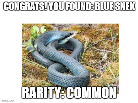 find them all | CONGRATS! YOU FOUND: BLUE SNEK; RARITY: COMMON | image tagged in snake | made w/ Imgflip meme maker
