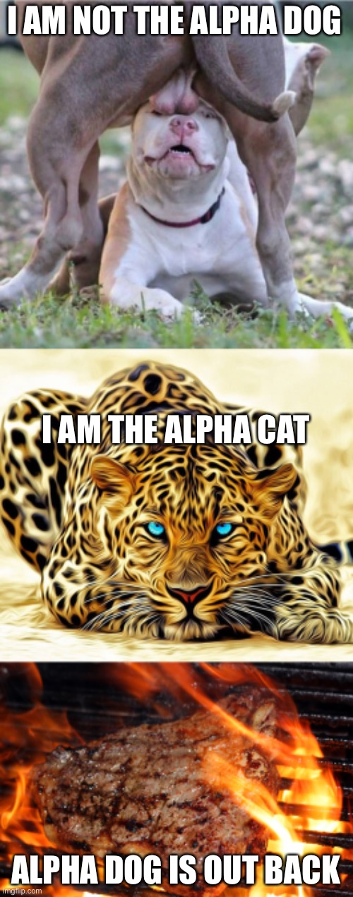It’s good to be the alpha dog until you step on the wrong tail. | I AM NOT THE ALPHA DOG; I AM THE ALPHA CAT; ALPHA DOG IS OUT BACK | image tagged in alpha dog teabag,big cat,steak,funny memes,dogs an cats | made w/ Imgflip meme maker