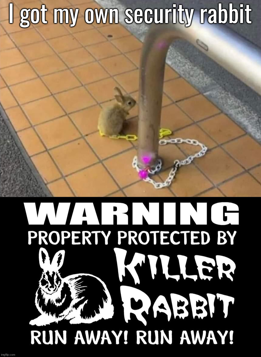 If you know Monty Python, you get this. | I got my own security rabbit | image tagged in monty python,rabbit,killer | made w/ Imgflip meme maker