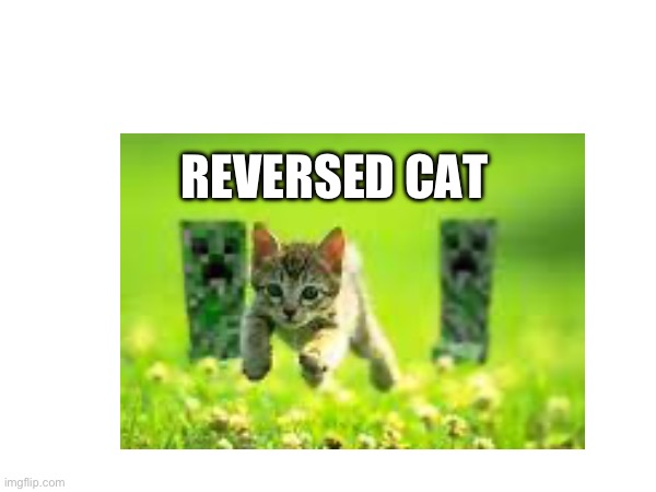 Cat | REVERSED CAT | image tagged in minecraft,cat | made w/ Imgflip meme maker