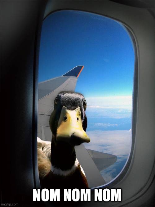 Duck Plane Window | NOM NOM NOM | image tagged in duck plane window | made w/ Imgflip meme maker