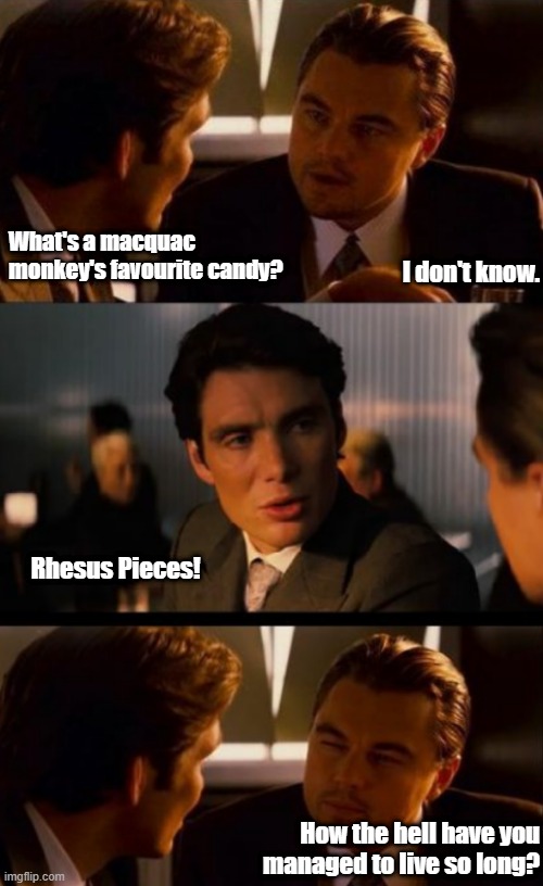 Monkey Candy | What's a macquac monkey's favourite candy? I don't know. Rhesus Pieces! How the hell have you managed to live so long? | image tagged in monkey,macaque,candy,reese's | made w/ Imgflip meme maker