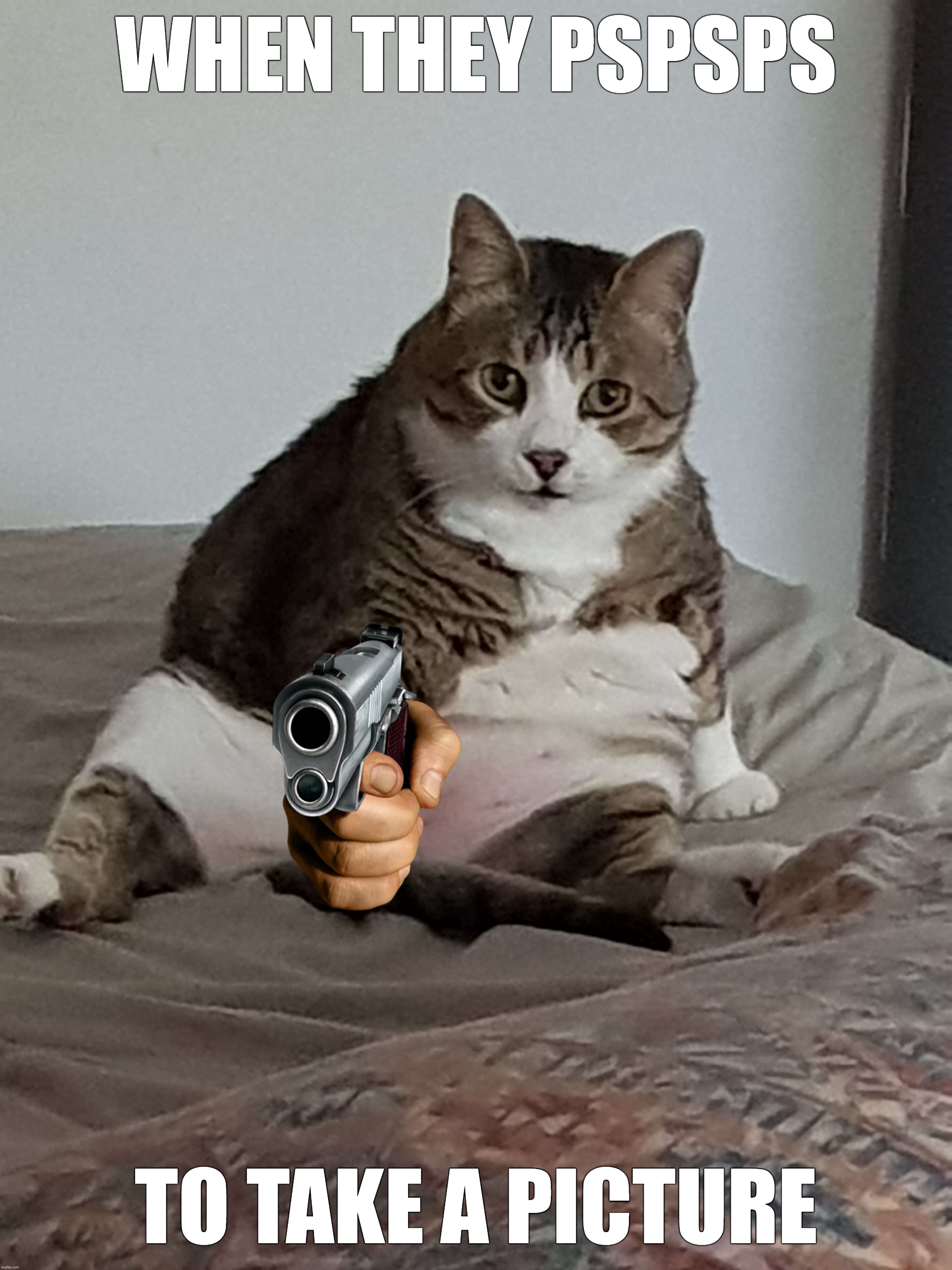 Pspspsps | WHEN THEY PSPSPS; TO TAKE A PICTURE | image tagged in cat,funny,gun,stare,fur,bed | made w/ Imgflip meme maker
