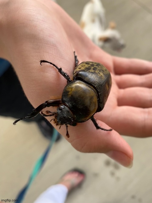 [Road Trip Pic #1] I found a female Hercules beetle in Alabama | image tagged in road trip,sweet home alabama,nature | made w/ Imgflip meme maker