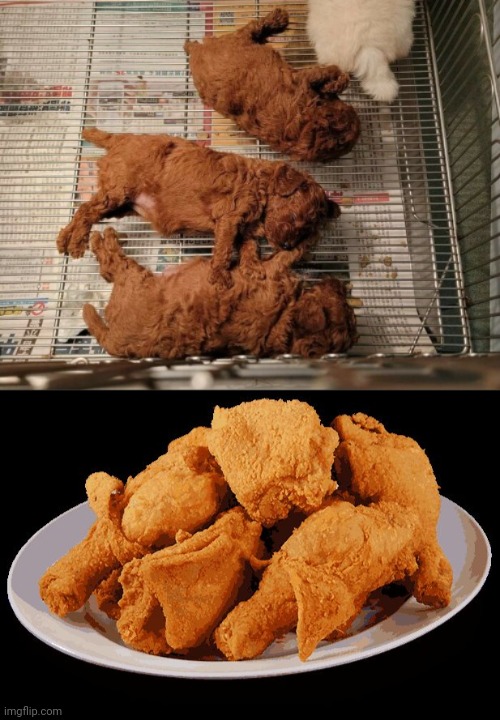 Those puppies look so much like fried chicken that they're actually fried chicken. | image tagged in fried chicken,optical illusion,dogs,dog,memes,puppies | made w/ Imgflip meme maker