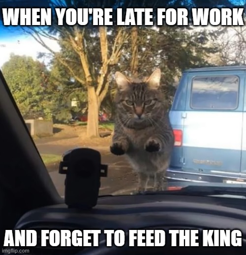 WHEN YOU'RE LATE FOR WORK; AND FORGET TO FEED THE KING | image tagged in late,work,cat,king | made w/ Imgflip meme maker