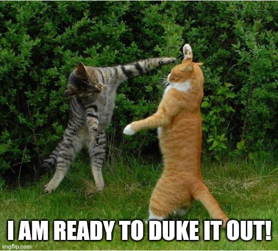 Them's Fighting Words | I AM READY TO DUKE IT OUT! | image tagged in cat fight,opinions | made w/ Imgflip meme maker