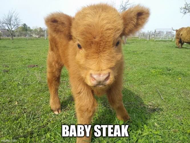 Baby Steak | BABY STEAK | image tagged in highland calf,steak,baby,calf | made w/ Imgflip meme maker