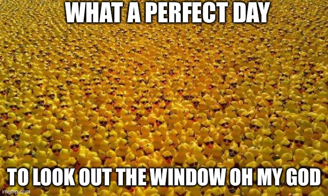 ducks | WHAT A PERFECT DAY; TO LOOK OUT THE WINDOW OH MY GOD | image tagged in ducks | made w/ Imgflip meme maker