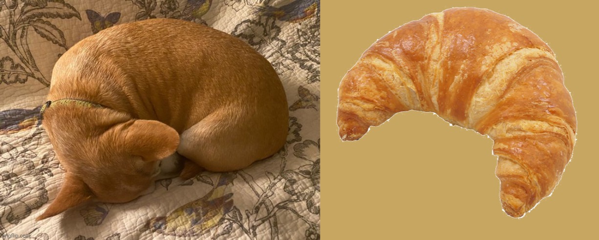 Croissant Dog | image tagged in croissant,croissant dog,croissants,memes,dogs,dog | made w/ Imgflip meme maker