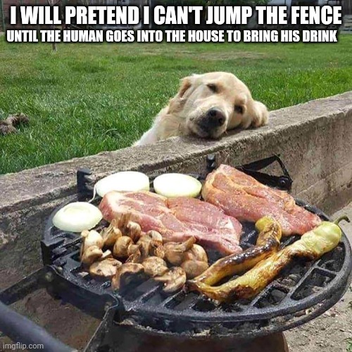 dreaming | I WILL PRETEND I CAN'T JUMP THE FENCE; UNTIL THE HUMAN GOES INTO THE HOUSE TO BRING HIS DRINK | image tagged in dreaming | made w/ Imgflip meme maker