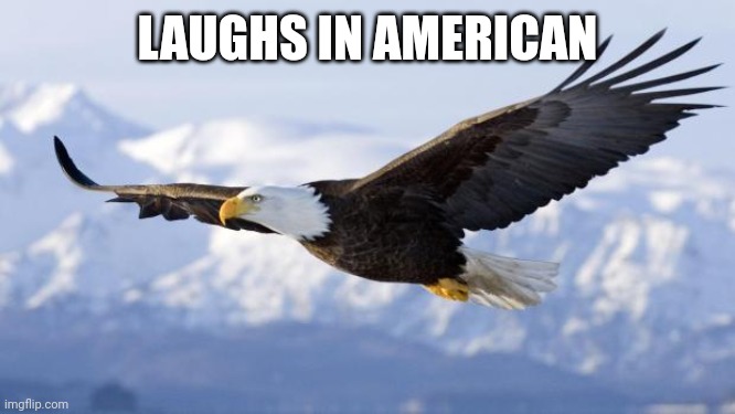 eagle | LAUGHS IN AMERICAN | image tagged in eagle | made w/ Imgflip meme maker